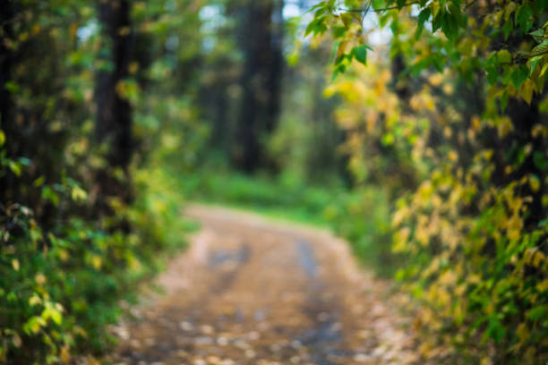 Defocused image of road through autumn forest. Blurred image.