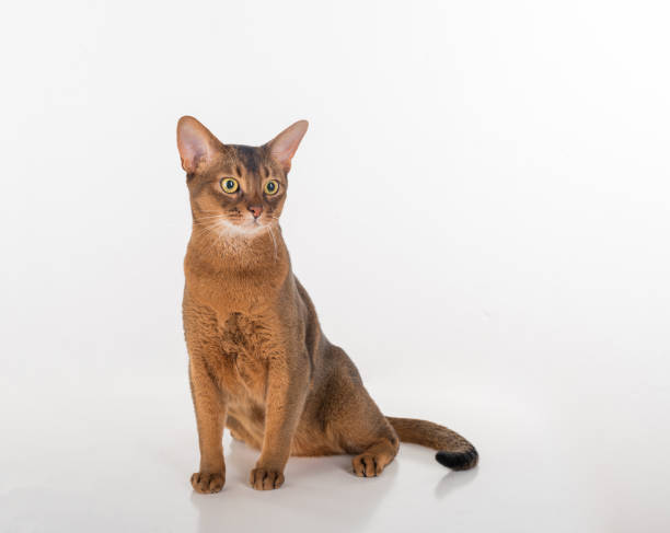 istock Abyssinian cat sitting and looking right. White background 1283680371