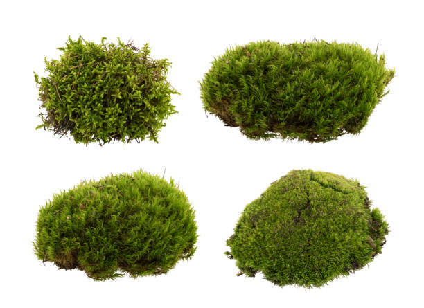 白い背景のクローズアップで孤立した緑の苔 - moss ストックフォトと画像