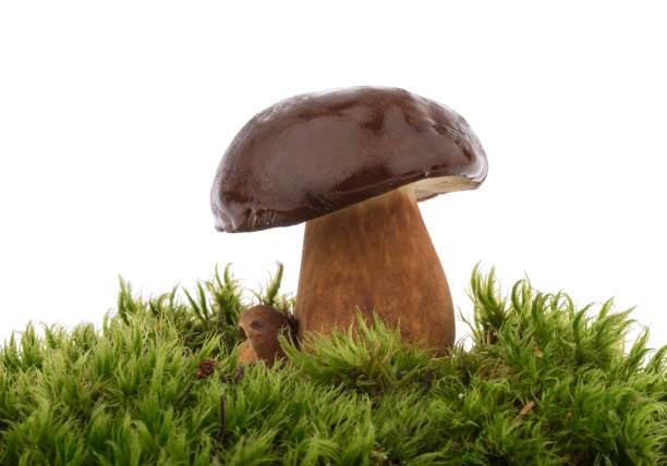 istock Boletus edulis (king bolete) isolated white background clipping path 1283680403