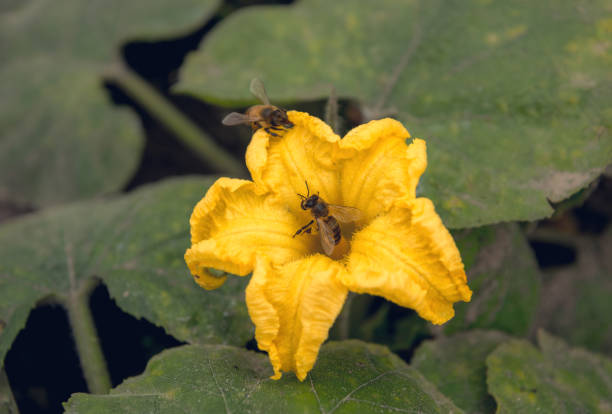 Colorful summer rural vegetable garden. Honey bees collect nectar on large fresh flowers of vegetables. Blooming pumpkins and zucchini. Growing natural organic food in the village