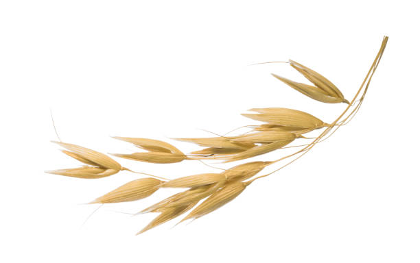 Oat plant isolated on white without shadow clipping path