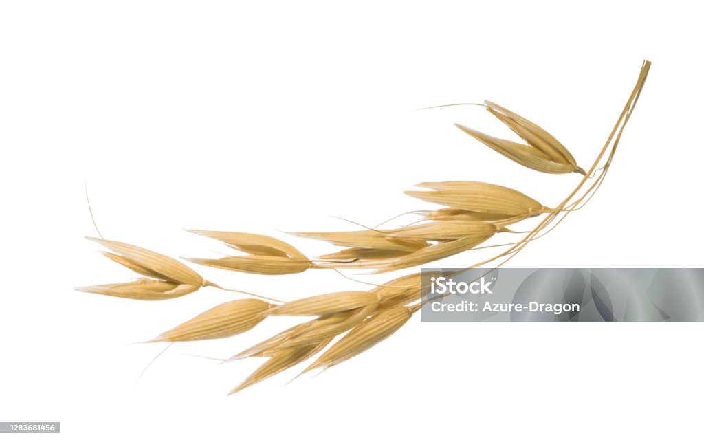 Oat plant isolated on white without shadow clipping path Oats - Food Stock Photo