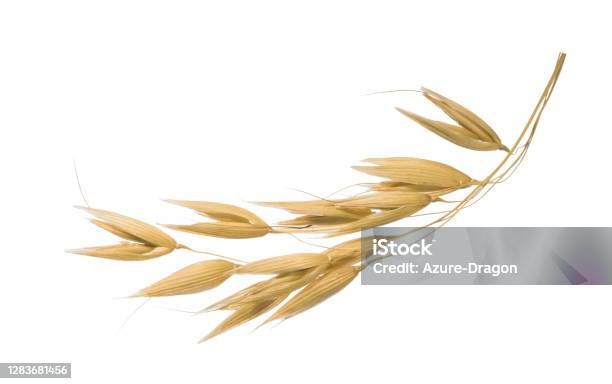 Oat Plant Isolated On White Without Shadow Clipping Path Stock Photo - Download Image Now