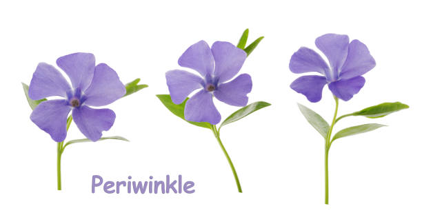 istock Periwinkle, Vinca minor isolated on white without shadow 1283681471