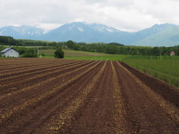 istock Greeen ecological farmland landscape with fields, mountains and clouds giving crop during harvest in Furano, Hokkaido, northern Japan 1283682140