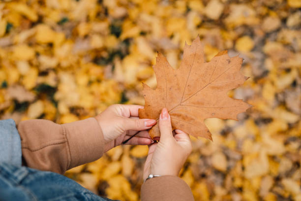 istock Woman is holding an oak leaf. 1283682736