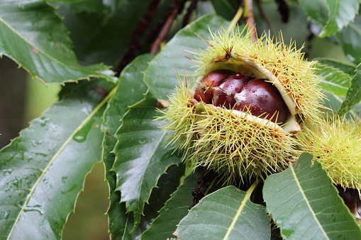 Edible chestnuts with spiked shells and leafs on the chestnut tree in the autumn  after rain close up