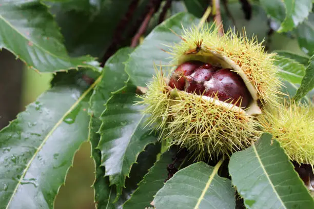 Photo of Edible chestnut fruits on the chestnut tree close up