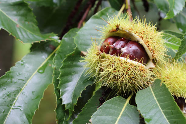 edible chestnut fruits on the chestnut tree close up - chestnut tree imagens e fotografias de stock