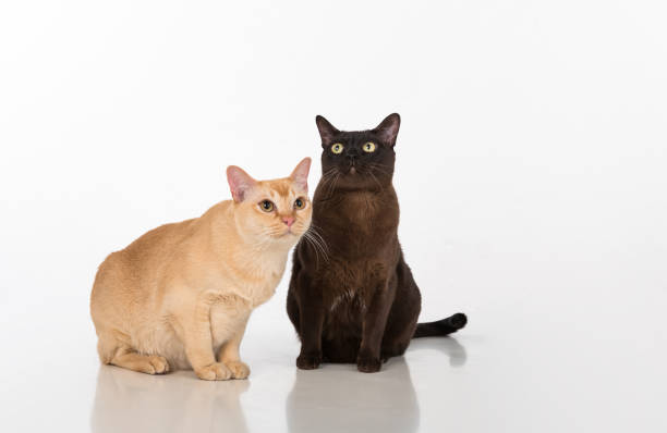 istock Black and Bright Brown Burmese cats Couple. White background with reflection. 1283682880