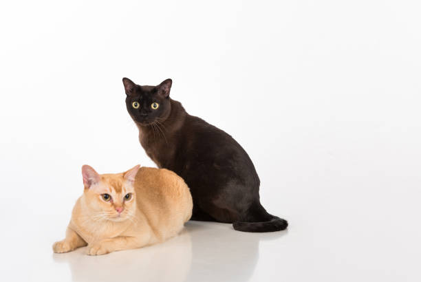 istock Black and Bright Brown Burmese cats Couple. White background with reflection. 1283683192