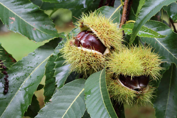 istock Edible chestnut fruits on the chestnut tree close up 1283684055