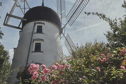 Gifhorn, Germany, August 3., 2020: Scottish white mill, the wedding mill in front of the city center of Gifhorn, Germany, behind small roses against the sun