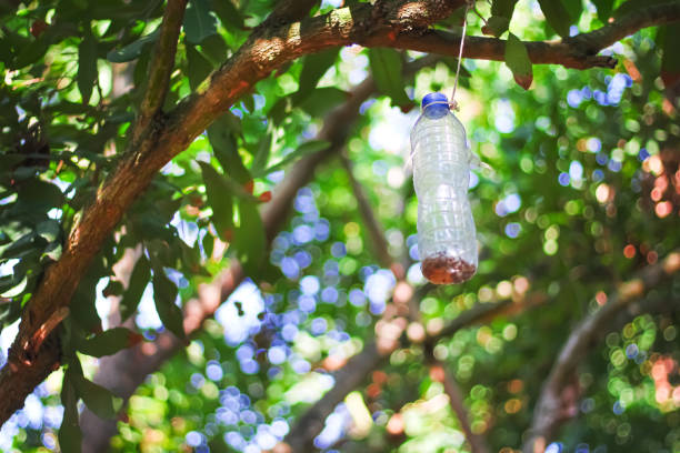 istock Plastic bottle insect trap hanging on tree in fruit farm ,  handmade recycling 1283685195