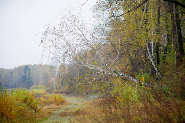 Birch tree without leaves near the river in rainy autumn morning. Autumn flora.