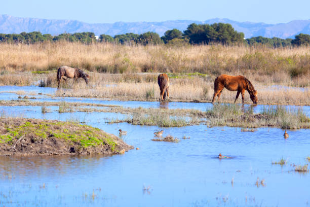 istock Wild horses on the natural lands 1283686265