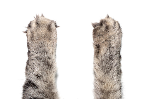 Cat's Paws on white background