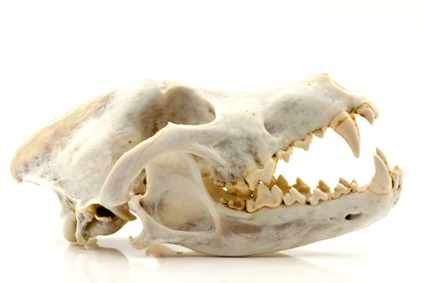 istock Skull of a trophy wolf 1283688197