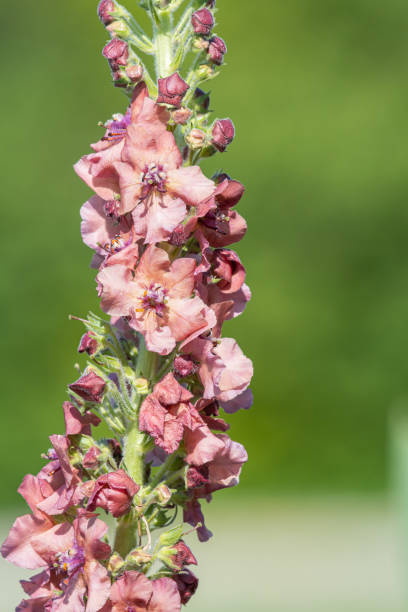 Close up of a pink verbascum flower in bloom
