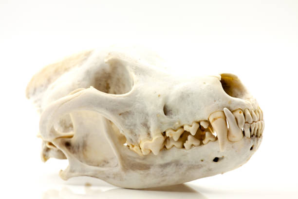istock Skull of a trophy wolf 1283688594
