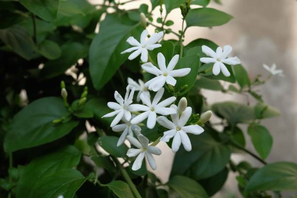 white jasmine flowers on tree in garden white jasmine flowers on tree in garden jasmine photos stock pictures, royalty-free photos & images