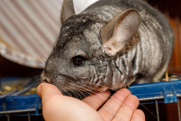 big fluffy gray chinchilla is sniff of man's hand. close-up portrait stock photo