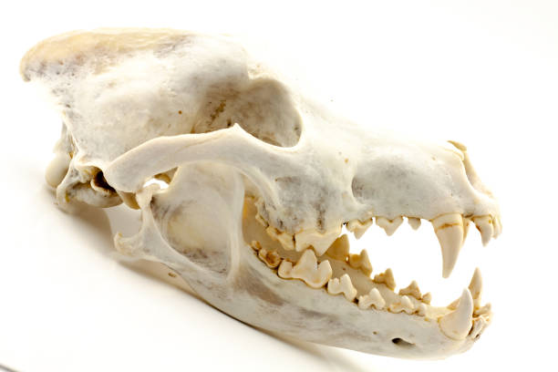 istock Skull of a trophy wolf 1283689947