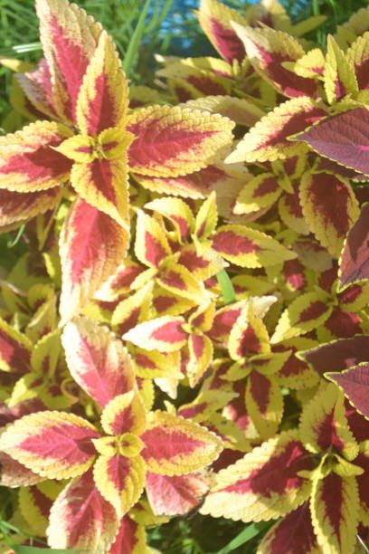 Beautiful decorative variegated leaves background, close-up. Red, yellow leaves of the coleus plant, Plectranthus scutellarioides, lamiaceae, blumei, solenostemon Beautiful decorative variegated leaves background, close-up. Red, yellow leaves of the coleus plant, Plectranthus scutellarioides, lamiaceae, blumei, solenostemon coleus plant plectranthus scutellarioides close up stock pictures, royalty-free photos & images