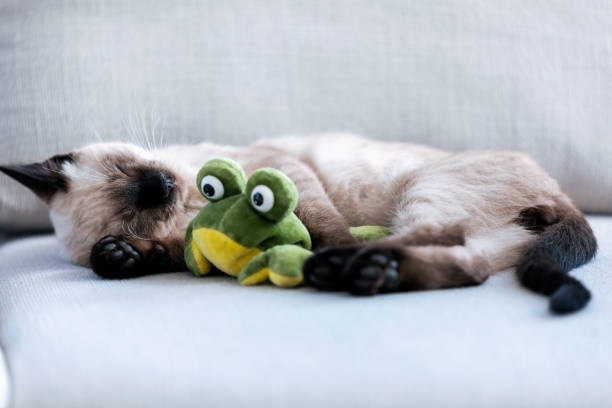 Portrait of little cute siamese kitten sleeping on couch while hugging a stuffed frog in living room at home.