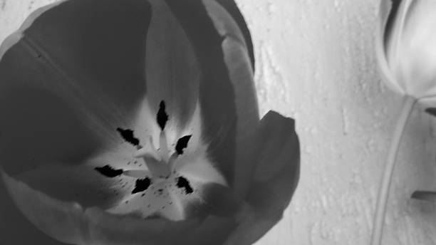 istock Advanced tulip shapes and grey nuances photography 1283691296