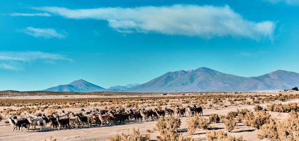 istock Laguna colorada in Bolivia 1283691919