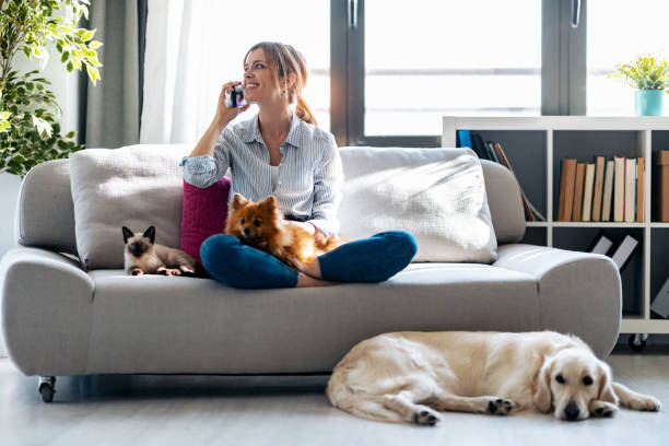 jolie jeune femme parlant avec le téléphone portable tout en s’asseyant dans le divan avec ses chiens et chat à la maison. - dog domestic cat pets women photos et images de collection