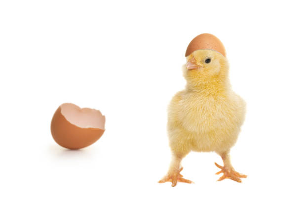 istock Cute baby chicken just hatched from the egg, with eggshell an its head and on a white background 1283692047