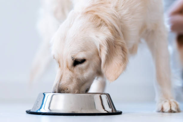 hermoso perro blanco encantador lamiendo agua de un tazón colocado en el piso de la sala de estar en casa. - comida para perro fotografías e imágenes de stock