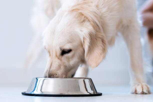 Beautiful lovely white dog licking water from a bowl placed on the living room floor at home. Portrait of beautiful lovely white dog licking water from a bowl placed on the living room floor at home. dog food photos stock pictures, royalty-free photos & images