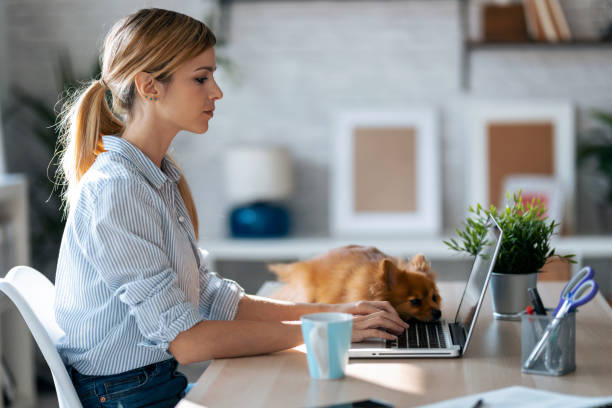 schöne kleine hund suchen den laptop, während ihre schöne besitzerin arbeitet mit ihm im wohnzimmer zu hause. - spitz type dog fotos stock-fotos und bilder