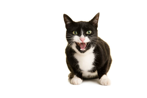 istock Pretty black and white cat lying down looking at the camera with mouth open like its talking or screaming isolated on a white background 1283692410