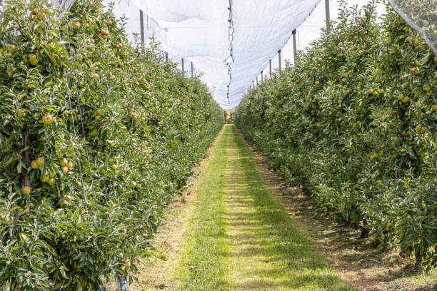istock Row of apple trees with anti nets for birds or protective mesh above trees in an apple orchard 1283692780