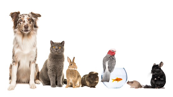 Grupo de diferentes tipos de mascotas, como gato, perro, conejo, ratón, chinchilla, conejillo de indias, pájaro y pescado sobre un fondo blanco con espacio para copiar photo