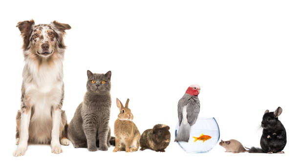 group of different kind of pets, like cat, dog, rabbit, mouse, chinchilla, guinea pig, bird and fish on a white background with space for copy - animais de estimação imagens e fotografias de stock