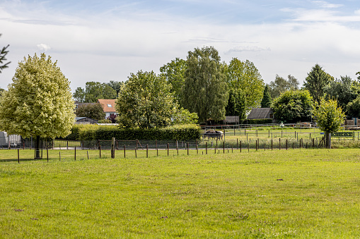Landscape with rural animal farms between fences with green grass, trees and horses, sunny summer day with blue sky and white clouds in Beek, South Limburg, Netherlands