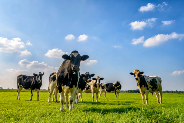 grupo de vacas mirando a la lente con un cielo azul en el fondo. - cow field dutch culture netherlands fotografías e imágenes de stock