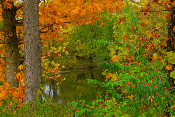 Fall Colors with a small stream-Howard County Indiana