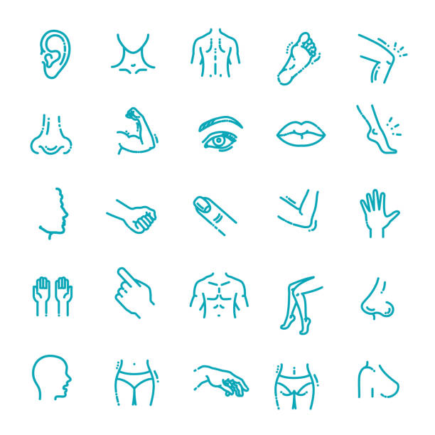 human body parts icons plastic face surgery, medical vector icons Anatomy. Health care. Thin line contour symbols human limb stock illustrations