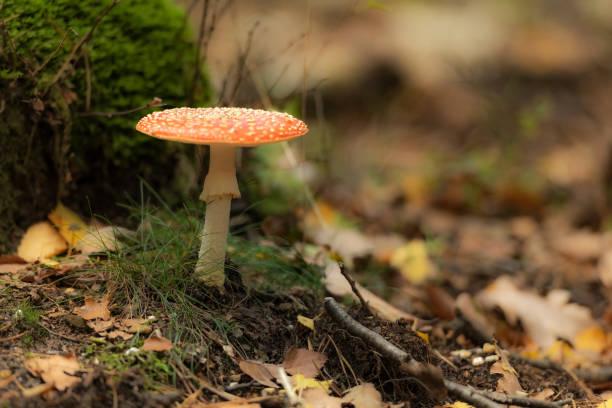 Fly agaric or fly amanita red mushruum with white dots on leaves covered forest floor during a beautiful fall