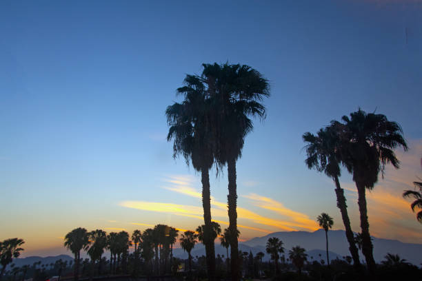 istock Palm Trees at Sunset-Riverside California 1283694656