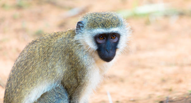 ein porträt eines grünen vervet affen in natürlichem lebensraum, afrika - kruger national park monkey baboon africa stock-fotos und bilder