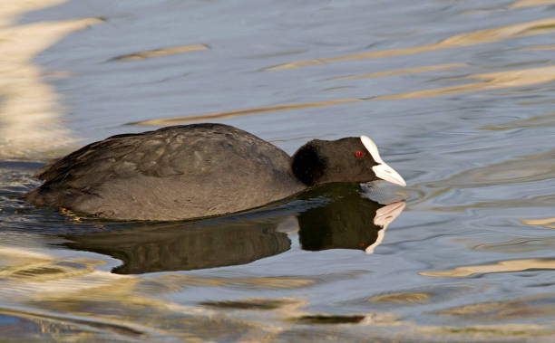 istock Eurasian Coot swimming in a pool 1283694697