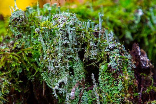 istock Tree stump overgrown with moss and trumpet pixie lichen or cladonia fimbriata 1283694888
